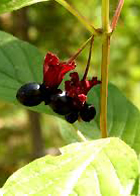 Lonicera involucrata